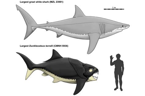 Meet The Chunkle Osteus — Part Fearsome Shark Part Chunky Tuna