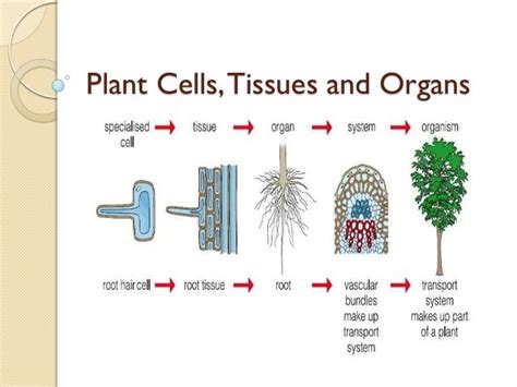 05 Plant Cells Tissues And Organs