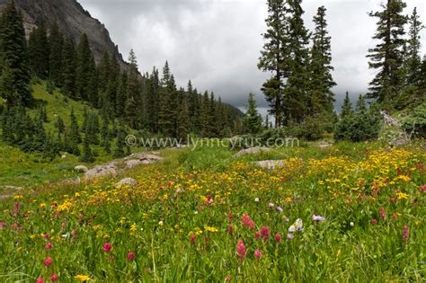 Sunlit Meadow And Pine Forest By Cascade Colors Landscape Photography