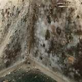 Pictures of Mold Remediation Boise