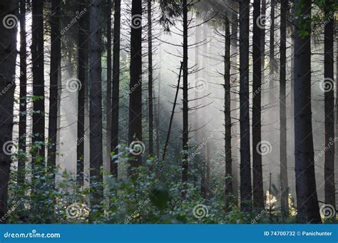 Mystic Foggy Forrest In The Early Morning Stock Photo Image Of