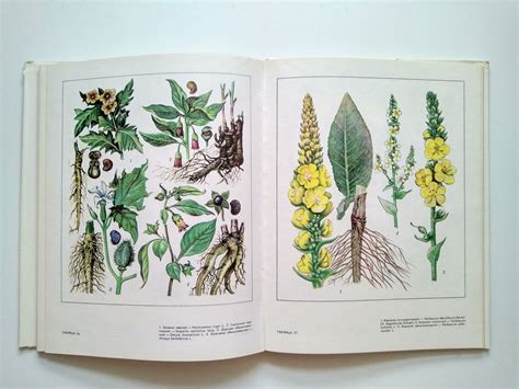 Botanical Print Vintage Illustrated Botanical Book Medicinal Etsy