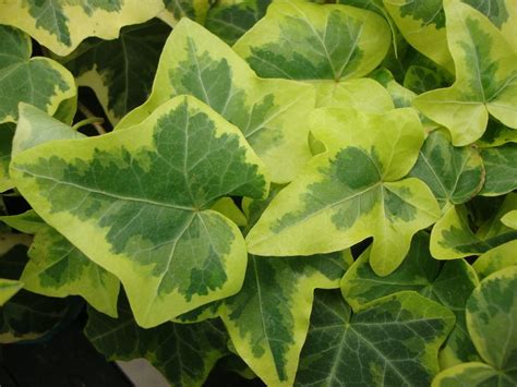 Photo Of The Leaves Of English Ivy Hedera Helix Gold Child Posted By Paul2032