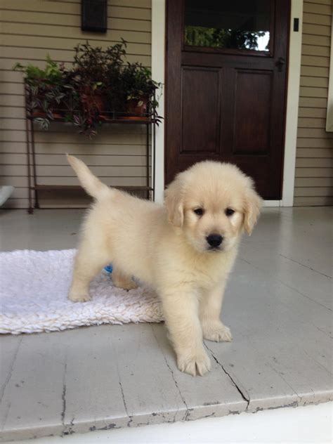 They are adorable each puppy has been vet examined. Golden Retriever Puppies Alabama Classifieds / Golden ...