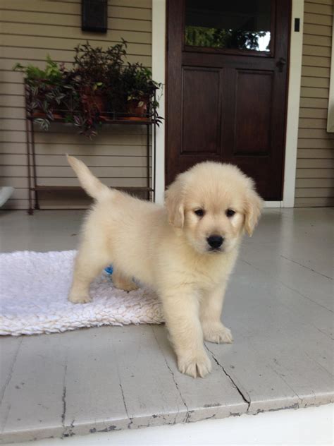 Lots of fresh air and golden doggy love! GOLDEN RETRIEVER PUPPIES - jeddah, Saudi Arabia