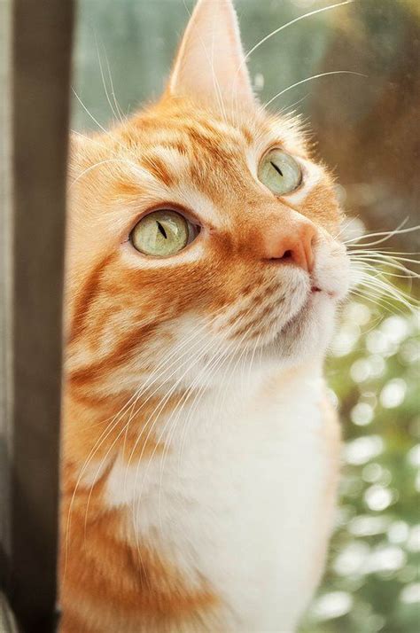 10 Best Images About Orange And White Tabby Cats On