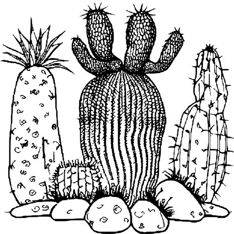 Cactus Coloring Page · Creative Fabrica