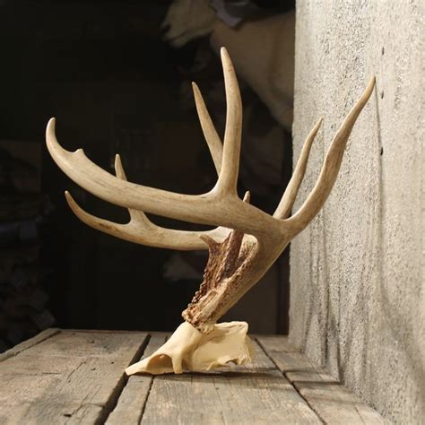 Whitetail Deer Antler Plaque 10988 The Taxidermy Store