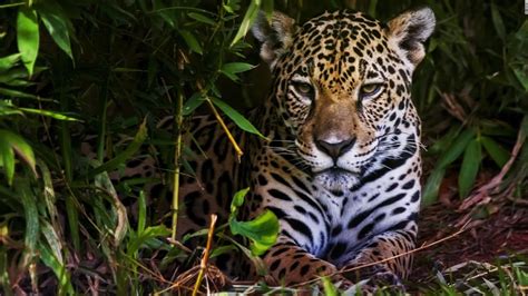 Rainforest Animals Wallpapers Top Free Rainforest Ani
