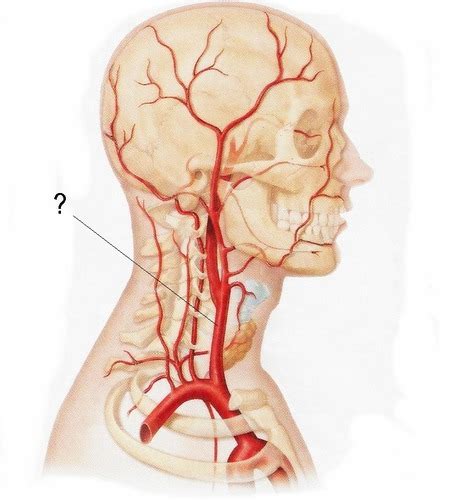 When you need a screening test—and when you don't. Arteries and Veins of the Head and Neck flashcards | Quizlet