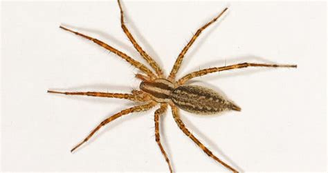 Grass Spider Identification Traits And Pictures Beyond The Treat
