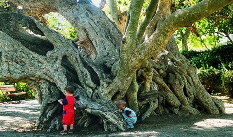 The Top 10 Most Amazing Trees In Israel ISRAEL21c