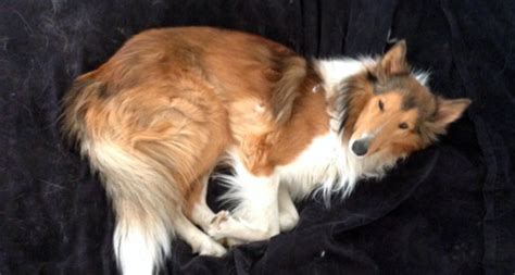 10 Tips To Manage Collie Shedding Make Your House Livable Again