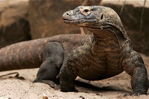 Komodo Dragon All You Need To Know About Largest Species Of Lizard