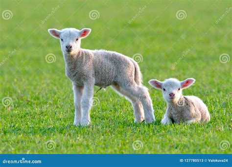 Two Baby Lambs Stock Image Image Of Curious Agriculture 127780513