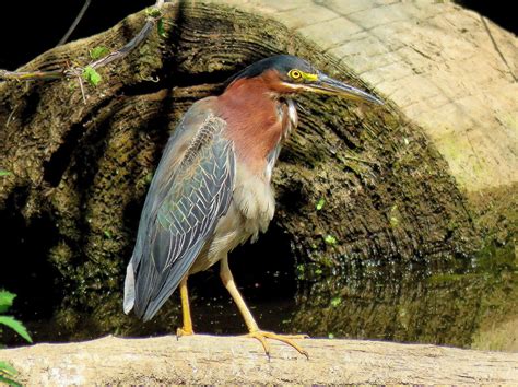 Green Heron Many Different Kinds Of Herons Can Be Seen All Over The