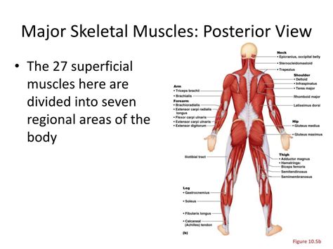 Ppt Interactions Of Skeletal Muscles Powerpoint Presentation Free