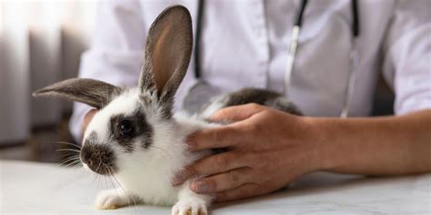 a complete guide to spaying or neutering your rabbit