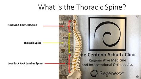 Where Is The Thoracic Spine Platohealth