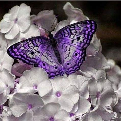 So Beautiful Purple Butterfly One Of My Favourite In Recent Weeks 😍😍😍