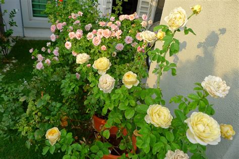 Usahawan ros jepun harian metro. All About Norin's Garden: Cara mencantas pokok bunga ros