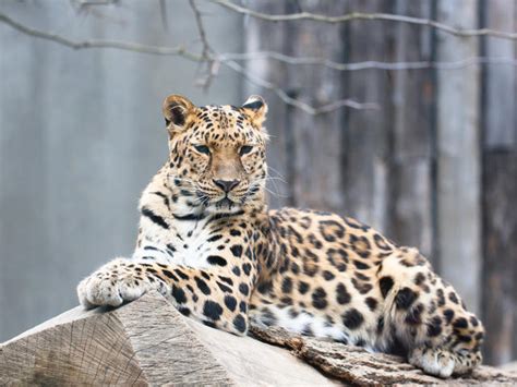 9 Critically Endangered Animals On The Very Brink Of