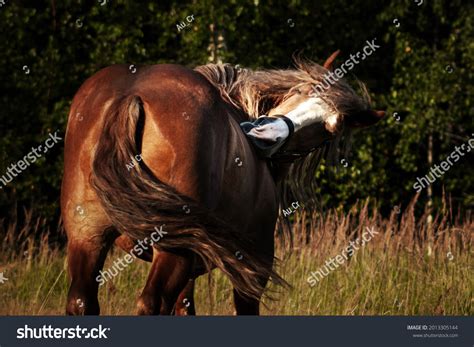 11967 Horse Woods Images Stock Photos And Vectors Shutterstock