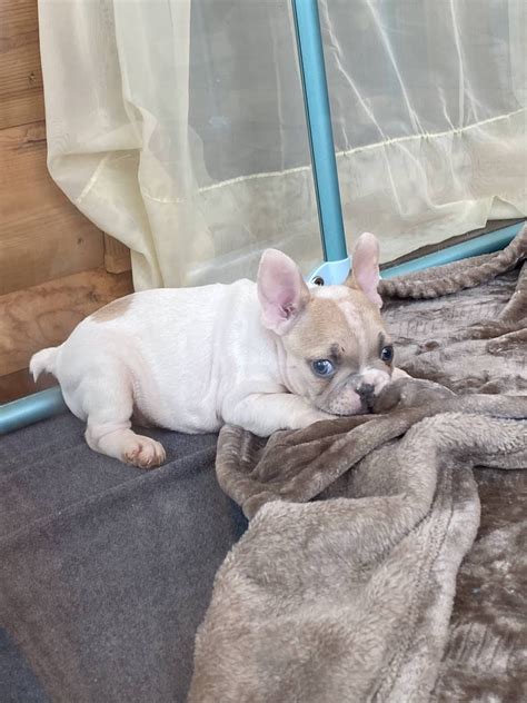 Platinum/rolex🩸 health tested proven producer. Lilac Fawn Pied French Bulldog Male: Wade-SOLD - The ...