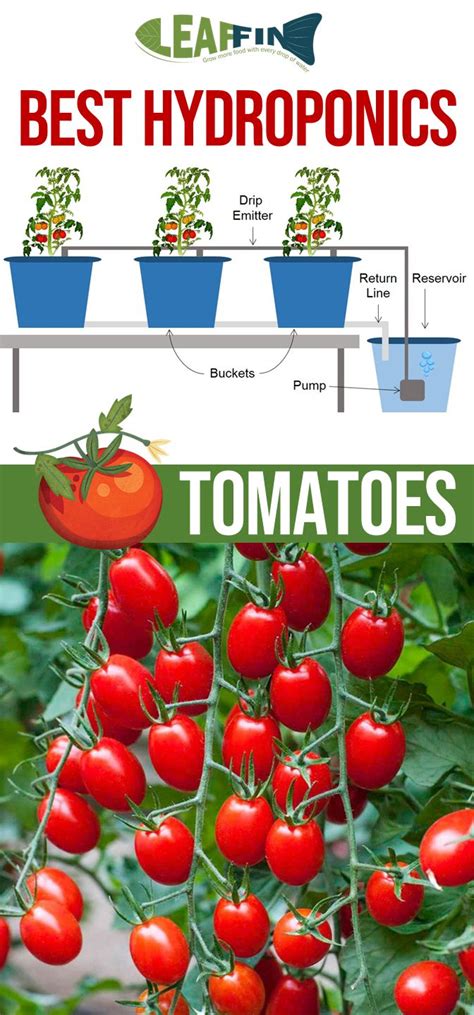 Best Hydroponic System For Tomatoes Gilbertbooker