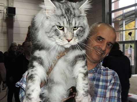 I have two male cats, one that is a year and a half old, and the other is 2.5 years old. The Remarkable Size of Maine Coon Cats - We Love Cats and ...