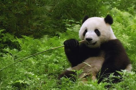 Oso Panda Comiendo Bambú 6077