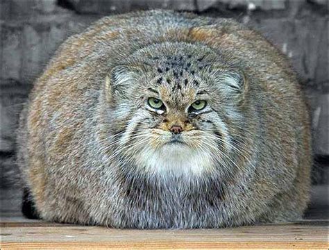 Fat Cats Awesome Photographs Funny And Cute Animals