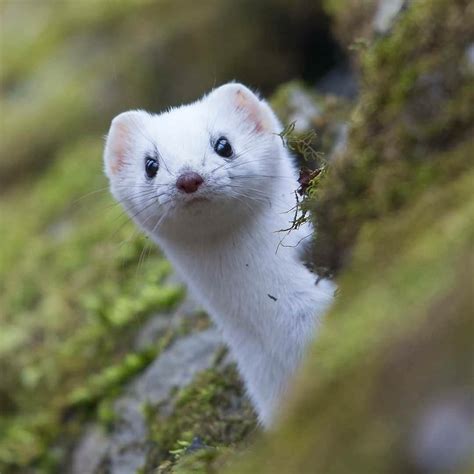 Some Stoats Aka Weasels Turn Completely White In Winter Except