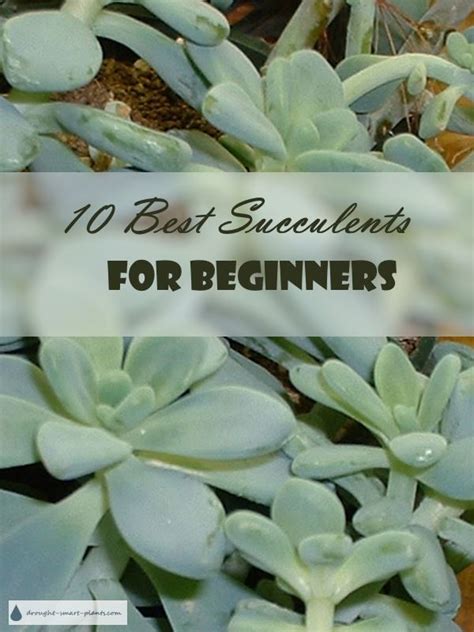 10 Best Succulents For Beginners Which Succulent Should I Get Succulents And More