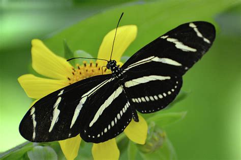 Zebra Longwing Butterfly Photograph By Jerry Griffin Pixels