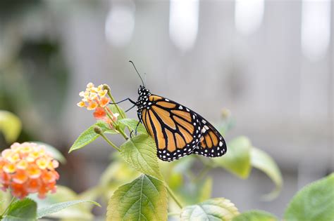 Nature Watch Migrating Generation Of Monarchs Homegrown Iowan