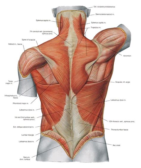 Always train your arms before your back or chest. Images Of Back Muscles And Nerves Anatomy Of The Back ...