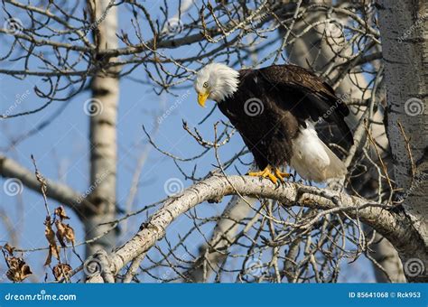Bald Eagle Perched High In The Winter Tree Stock Photo Image Of Brown
