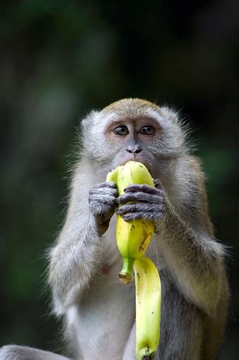 Foto De Macaco Comendo A Banana E Mais Fotos De Stock De Alimentando