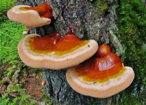 Mushrooms That Grow On Trees In Ohio Yuonne Calhoun
