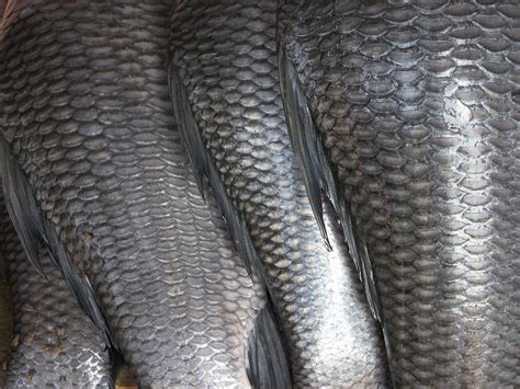 Fish Skin Rare Feiten Leuke Weetjes Dierenprints