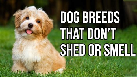 Top 10 Dog Breeds That Dont Shed Or Smell Small Dog Breeds That Don