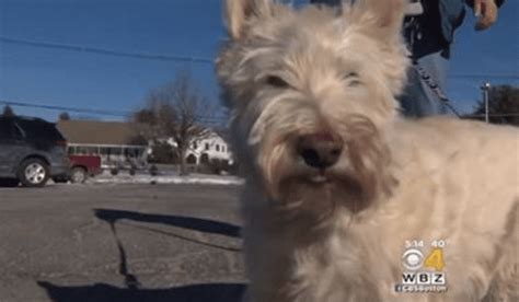 Dog Real Life Lassie Newslinq