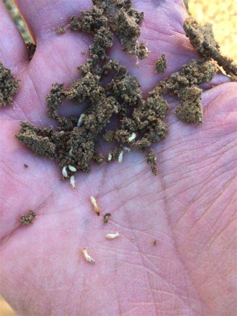 Arizona pest control reviews | pest & termite control since 1947. Clark's Pest Control on | Pest control, Termite pest ...