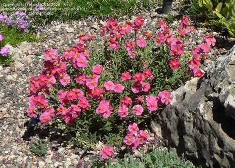 Plantfiles Pictures Rock Rose Sun Rose Raspberry Ripple