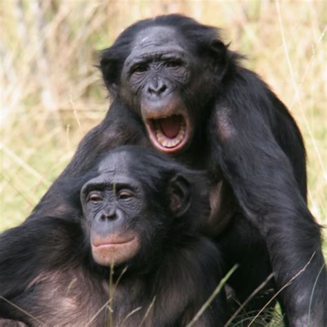 In 2011 bonobos extended offline, launching bonobos. Bonobos focus on images of grooming, sex | Cosmos