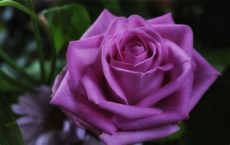 Guía De Los Tipos De Flores Más Comunes La Guía Del Florista Flores