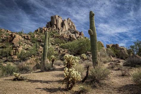 How Does The Cactus Survive In The Desert Big Site Of Amazing Facts