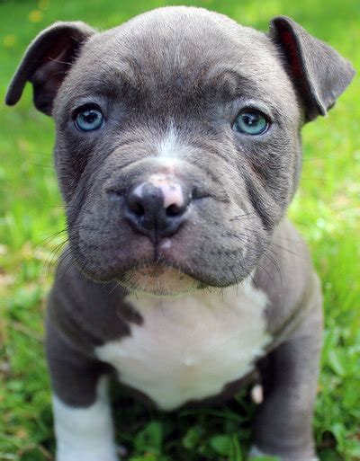 At first glance, the blue nose pit bull is an intimidating animal. Blue Nose Pitbull Puppies For Sale - Blue Nose Pitbull ...