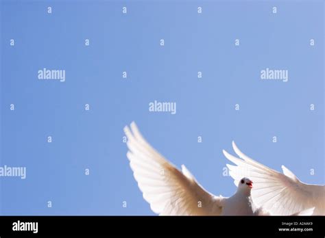 Two Doves Image High Resolution Stock Photography And Images Alamy